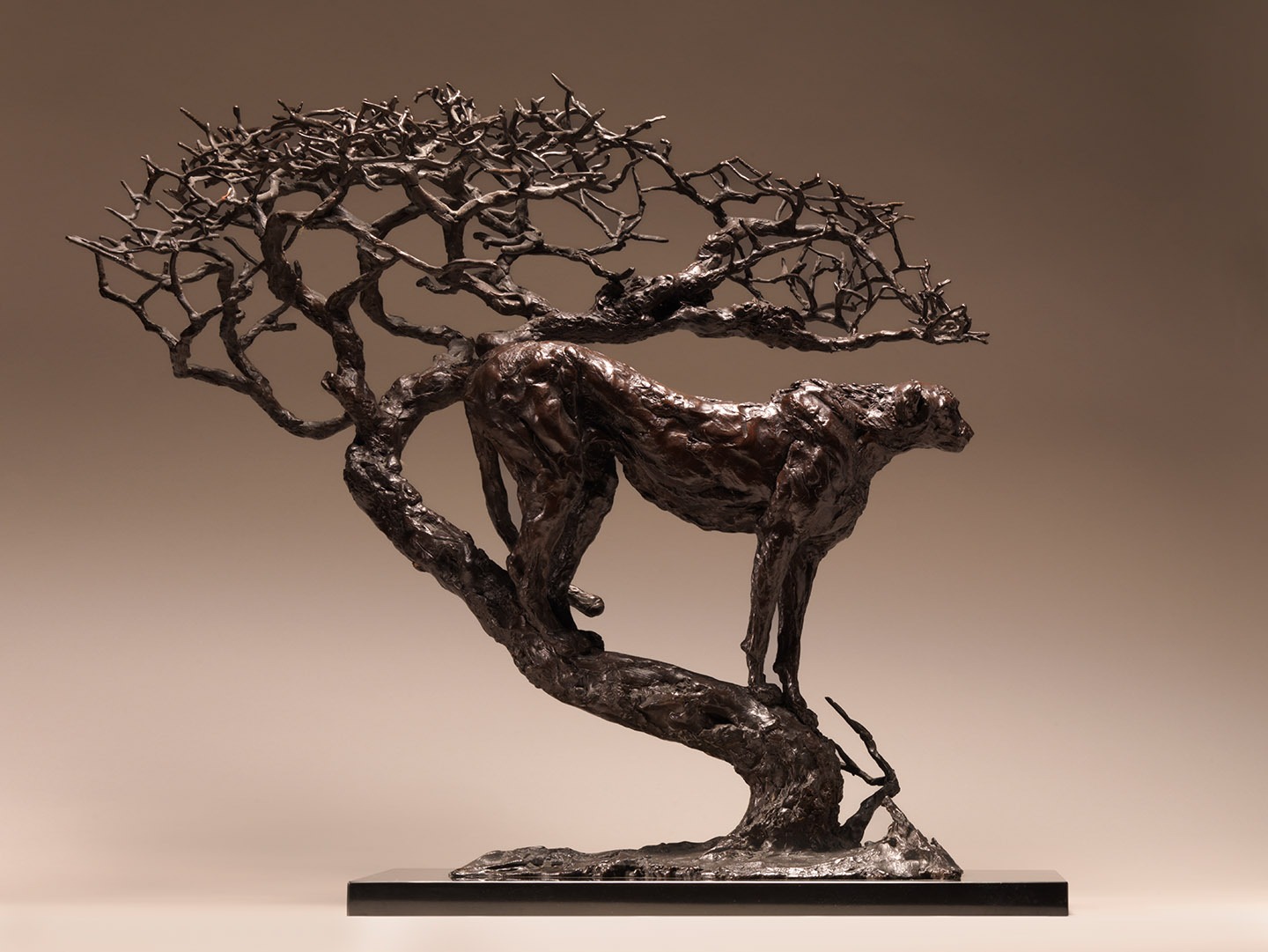 Alerted Cheetah in Tree Thumbnail